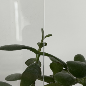 Steel Design – connex čirý